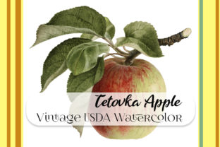 Vintage Tetovka Apple Watercolor