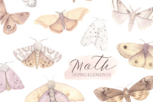 Watercolor Moth Clipart and Illustrations